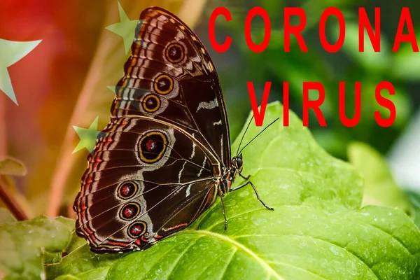 Concepto Imagen Mariposa Corona Virus Concepto Médico — Foto de Stock