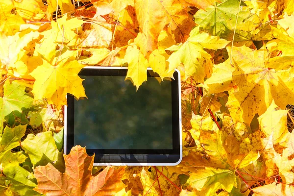 Cyfrowy Tablet Izolowanym Czystym Ekranem Wzornictwo Makieta Jesienią Żółty Klon — Zdjęcie stockowe
