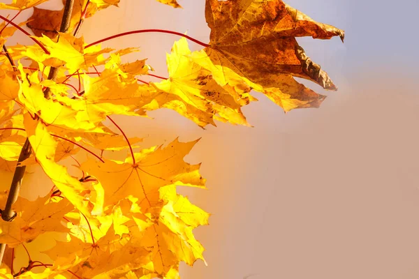 Autumn Colored Falling Maple Leaves Isolated White Background — Stock Photo, Image