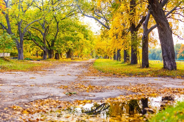 Hojas Bosque Otoñal Clima Soleado — Foto de Stock