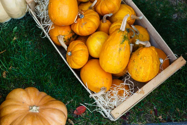 Zucche Arancioni Decorativi Mostra Mercato Contadino Zucche Ornamentali Arancioni Alla — Foto Stock