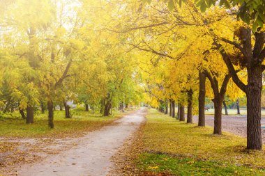 Sonbahar ormanlarında yapraklar güneşli havada