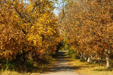 Sonbahar ormanında yol