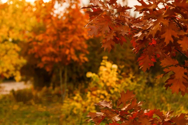 Colección Hermosas Hojas Otoño Colores Verde Amarillo Naranja Rojo — Foto de Stock