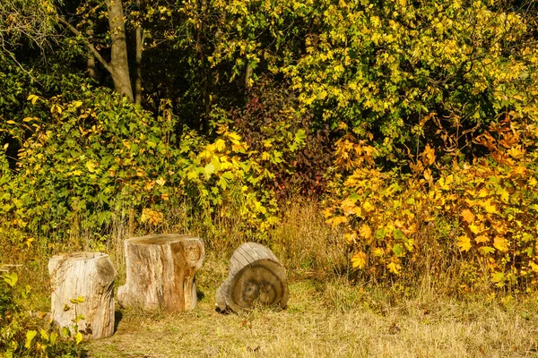 Natürliche Ansicht Von Baumstumpf Und Gelben Ahornblättern Herbstwald Holzstumpf Mit — Stockfoto