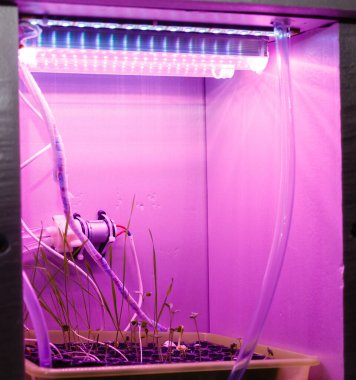 Bilgisayarın önünde mor bir ışık.