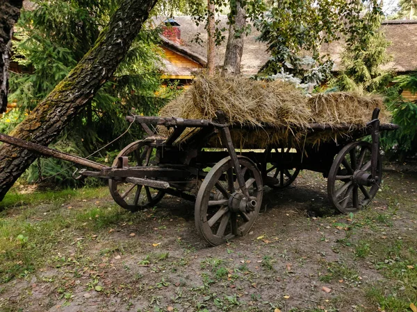 Ένα κοντινό πλάνο ενός αλόγου που σύρεται μεταφορά — Φωτογραφία Αρχείου