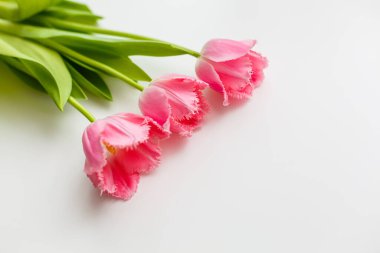 Beyaz arka planda üç pembe lale.