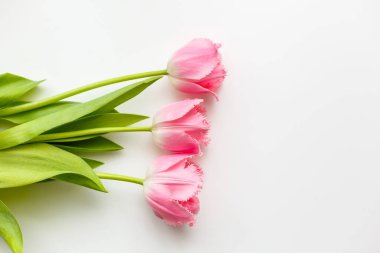 Beyaz arka planda üç pembe lale.