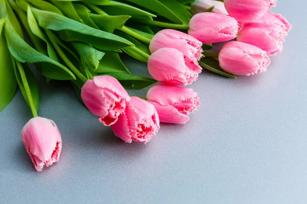 Tulips Timelapse Bright Pink Striped Colorful Tulips Flower Blooming White — Stock Photo, Image