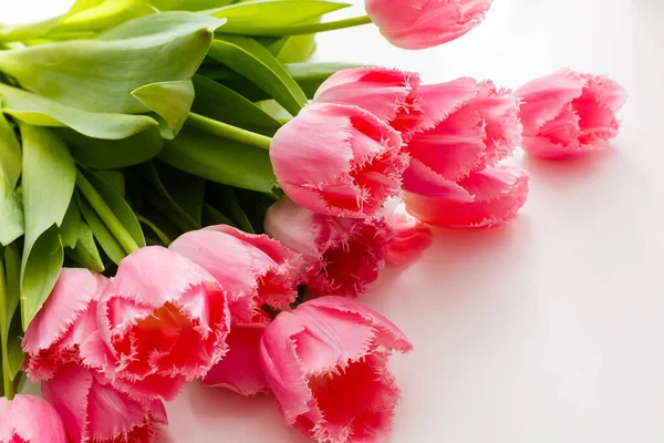 Kilka Różowe Tulipany Białym Tle — Zdjęcie stockowe