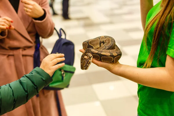 Niño Mano Sosteniendo Boa Serpiente Halloween —  Fotos de Stock