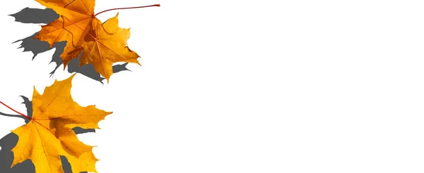 Veelkleurige Bladeren Kleurrijke Herfst Bladeren Collectie Geïsoleerd Witte Achtergrond — Stockfoto