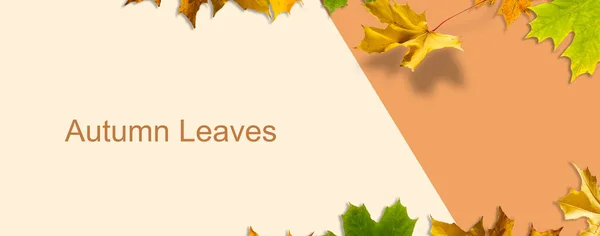 Autunno Moda Vintage Maple Leaf Arriva Autunno Minimo Vaniglia Sfondo — Foto Stock