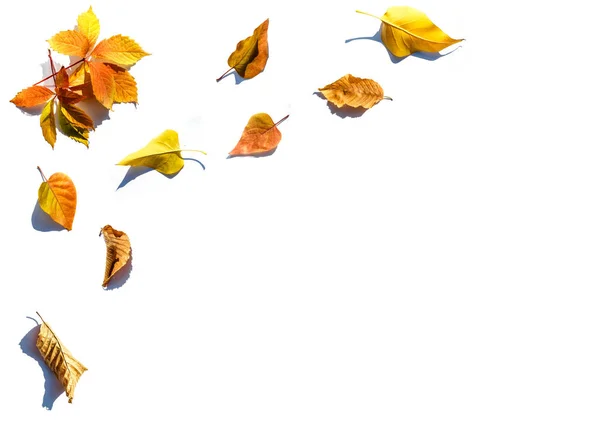 Bunte Blätter Bunte Herbstblätter Kollektion Isoliert Auf Weißem Hintergrund — Stockfoto