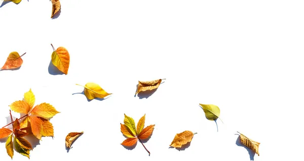 Multicolored Leaves Colorful Autumn Leaves Collection Isolated White Background — Stock Photo, Image
