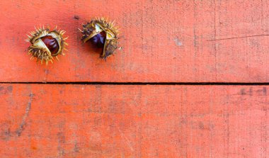 Beyaz arka planda kestaneler. Sonbahar yapraklarında fındık.