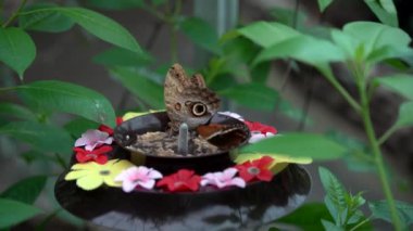 Yavaş hareket eden kelebek çiçek yakalıyor. Kelebek güzeldir.