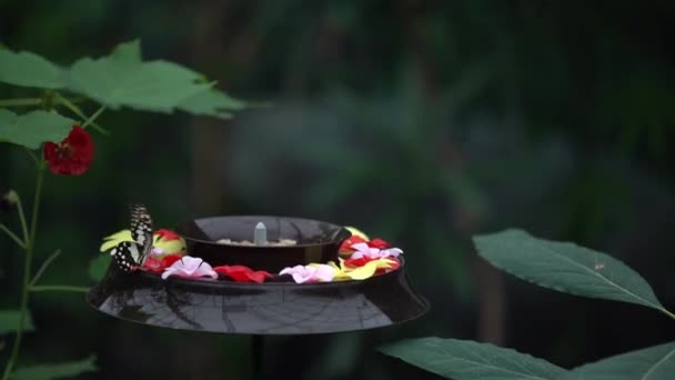 Borboleta Tailandesa Flores Prado Natureza Livre — Vídeo de Stock