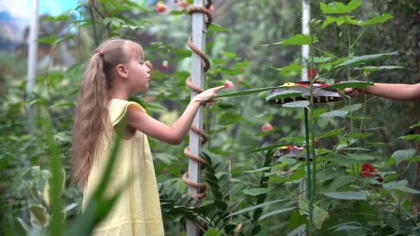 Close Young Girl Smiling Looking Monarch Butterfly Finger — Stock Video