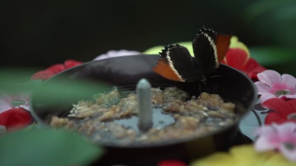 Tajski Motyl Łące Kwiaty Natura Zewnątrz — Wideo stockowe