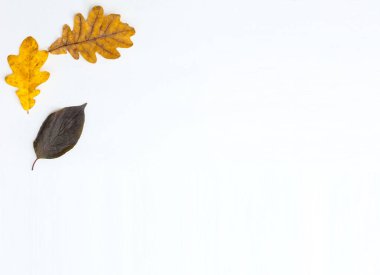 Ağaç yaprakları beyaz arkaplanda izole