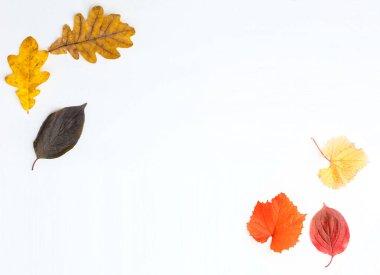 Ağaç yaprakları beyaz arkaplanda izole