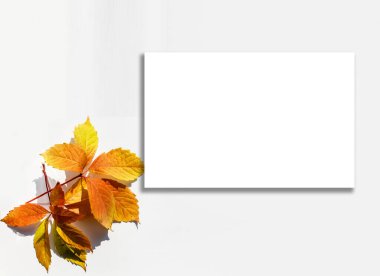 Fall Maple Beyaz Arkaplan ile Sınır Ayrıldı