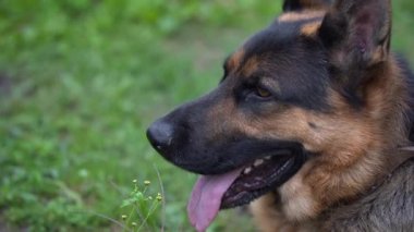 Alman çoban köpeği bahçede yürüyor. Köpek bir günde evi koruyor..