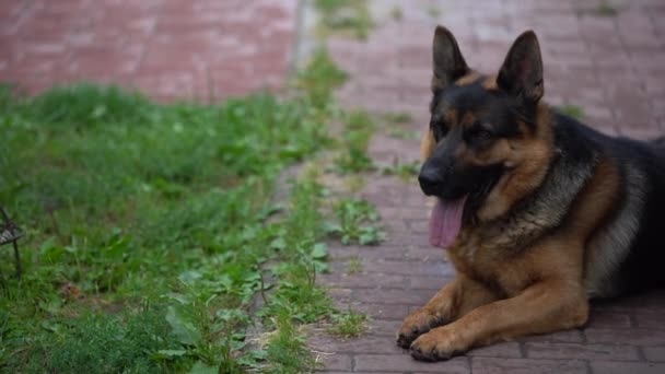 Tyska Herden Går Gården Hunden Vaktar Huset Dag — Stockvideo