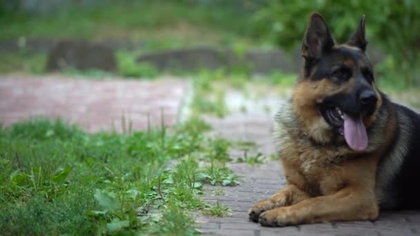 Γερμανός Βοσκός Περπατάει Στην Αυλή Σκύλος Φυλάει Σπίτι Μια Μέρα — Αρχείο Βίντεο