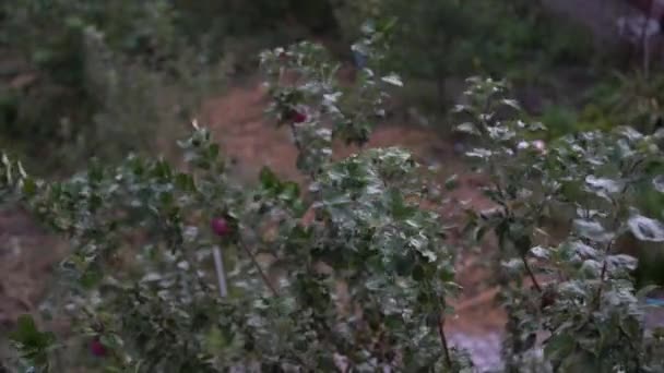 Дождь Через Окно Капли Дождя Стекают Поверхности Окон Никто — стоковое видео