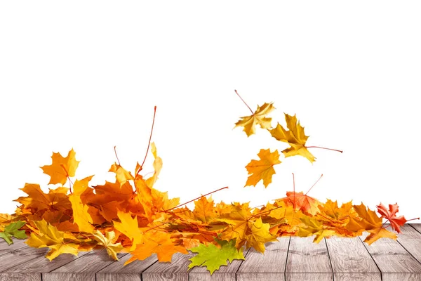 Stos jesiennych kolorowych liści izolowanych na białym tle.Kupa różnych klonu suchego liścia. Czerwone i kolorowe kolory liści w sezonie jesiennym — Zdjęcie stockowe