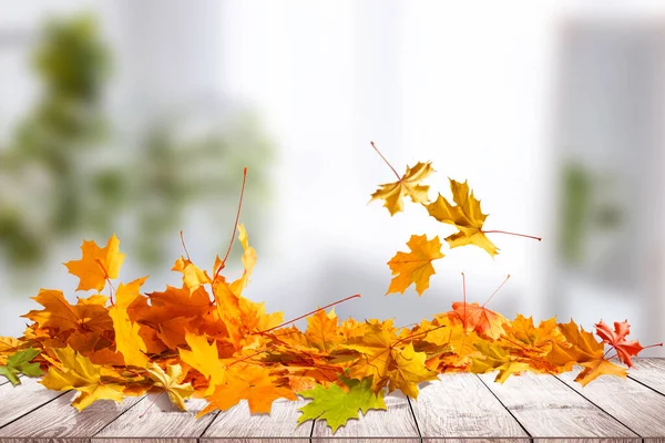 Pile de feuilles de couleur automne isolées sur fond blanc.Un tas de différentes feuilles sèches d'érable. Couleurs de feuillage rouges et colorées à l'automne — Photo