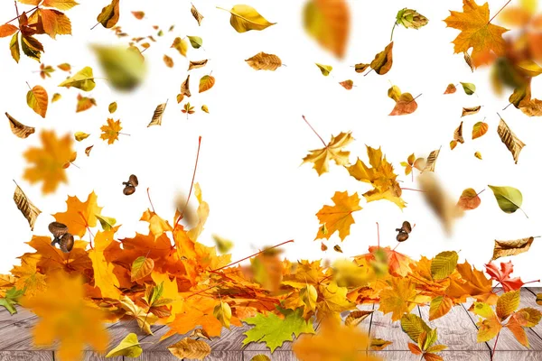 Pile de feuilles de couleur automne isolées sur fond blanc.Un tas de différentes feuilles sèches d'érable. Couleurs de feuillage rouges et colorées à l'automne — Photo