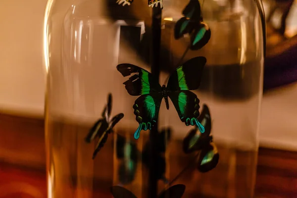 Magische Vlinder Opstijgen Van Glas Pot — Stockfoto