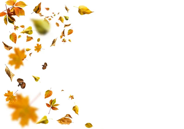Осенний кленовый лист выделен на белом фоне — стоковое фото