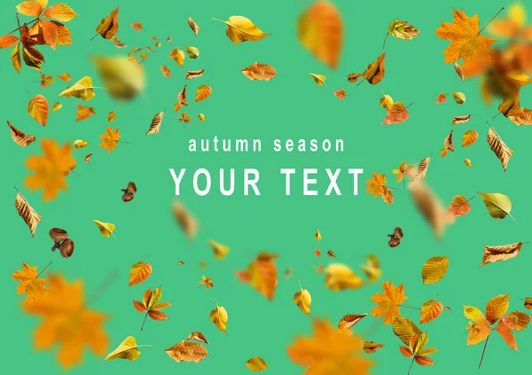 Insieme di raccolta di belle foglie colorate autunno isolato su sfondo verde — Foto Stock