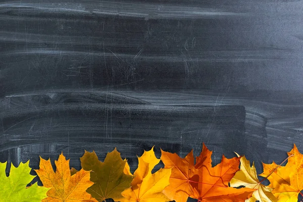 Осенний фон с осенними листьями. Черная доска в центре с пространством для копирования вашего текста. Уютная осень натюрморта. Снова в школу?. — стоковое фото