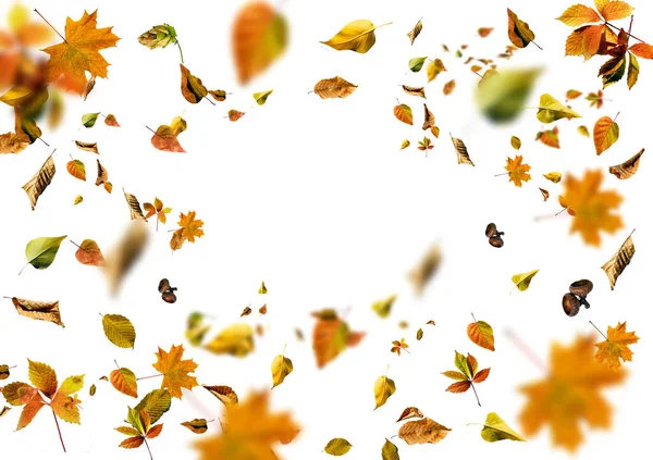 Autumn Maple Leaf Isolated White Background — Stock Photo, Image