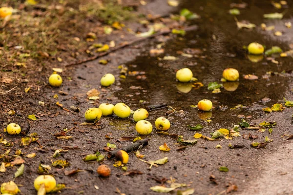 Mele Cadute Trovano Una Pozzanghera Terra — Foto Stock