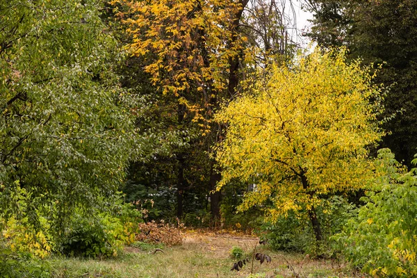 Warmer Friedlicher Tag Herbstpark — Stockfoto