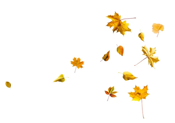 Collection Autumn Leaves White Background — Stock Photo, Image
