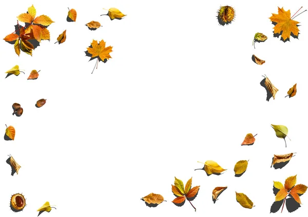 Sammlung Von Herbstblättern Auf Weißem Hintergrund — Stockfoto