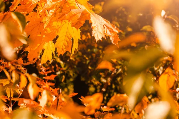 Feuilles Érable Fond Fond Jaune Automne — Photo