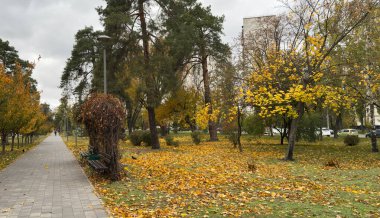 Sonbahar parkı yolu canlı sarı ve yeşil ağaçlarla kaplı, yere düşen yapraklar, sakin bir şehir kaçışı sağlıyor. Yüksek kalite fotoğraf