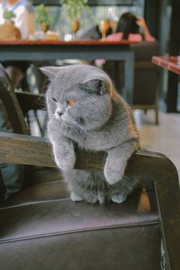 Britanya ile ilgili stenografi Gri kedi 