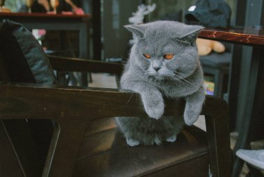 Britanya ile ilgili stenografi Gri kedi 