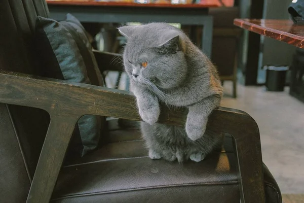 Британська Короткошерста Сірий Кіт — стокове фото