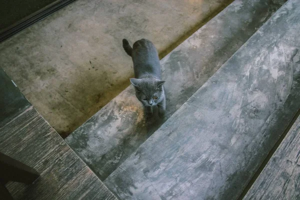 Británico Taquigrafía Gris Gato —  Fotos de Stock